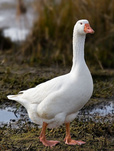Czech Crested Goose